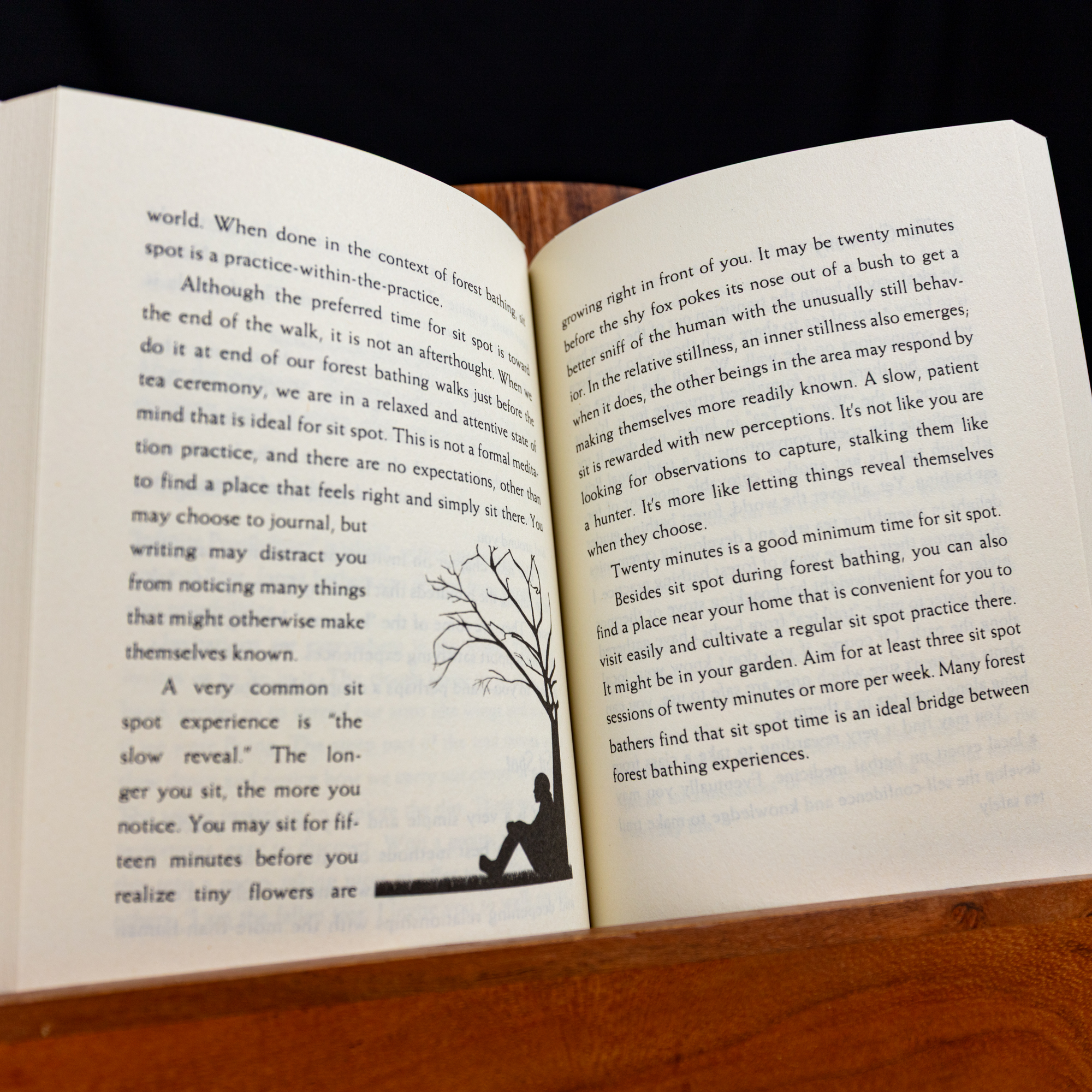 Your Guide to Forest Bathing - Image 2